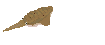 あおりいか あおりいか