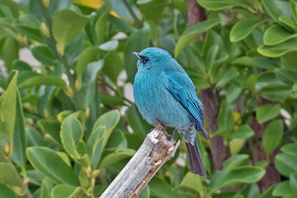 貴重/幸せの青い鳥✳︎８匹ブルーbird  カーキ　レッド　トルコヴィンテージラグ その789：セイキチョウ（Red-cheeked Cordon-bleu